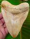 Megalodon Shark Tooth 5 In. Ultra Rare South East Asia No Restorations