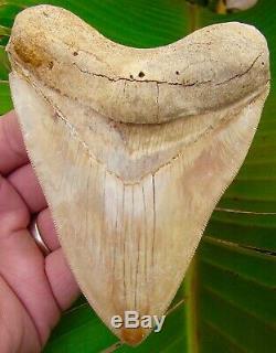 Megalodon Shark Tooth 5 in. ULTRA RARE SOUTH EAST ASIA NO RESTORATIONS