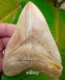 Megalodon Shark Tooth 5 in. ULTRA RARE SOUTH EAST ASIA NO RESTORATIONS