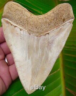 Megalodon Shark Tooth 5 in. ULTRA RARE SOUTH EAST ASIA NO RESTORATIONS