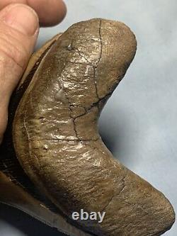 Megalodon Shark Tooth, 5 inches, Extremely Rare, Museum Quality Fossil Collection