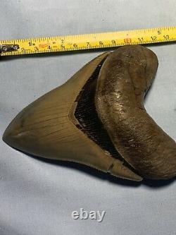 Megalodon Shark Tooth, 5 inches, Extremely Rare, Museum Quality Fossil Collection
