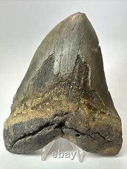 Megalodon Shark Tooth 6.00 Authentic Carolina Fossil Huge 18074