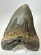 Megalodon Shark Tooth 6.00 Authentic Carolina Fossil Huge 18074