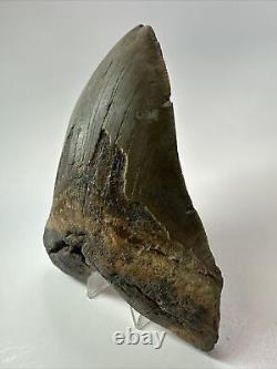 Megalodon Shark Tooth 6.00 Authentic Carolina Fossil Huge 18074