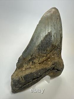 Megalodon Shark Tooth 6.00 Authentic Carolina Fossil Huge 18074