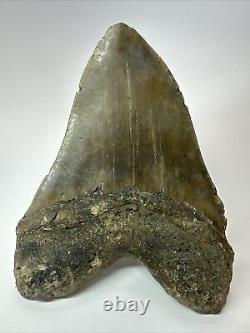 Megalodon Shark Tooth 6.00 Authentic Carolina Fossil Huge 18074