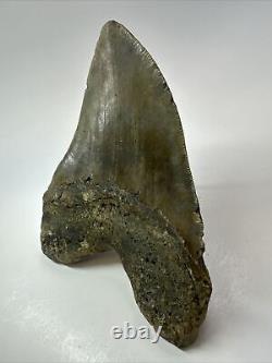 Megalodon Shark Tooth 6.00 Authentic Carolina Fossil Huge 18074