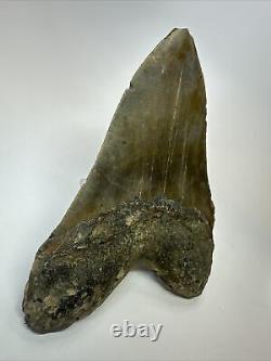 Megalodon Shark Tooth 6.00 Authentic Carolina Fossil Huge 18074