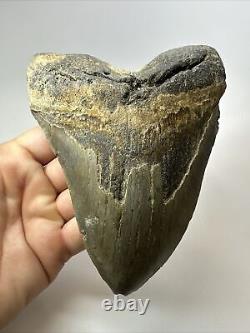 Megalodon Shark Tooth 6.00 Authentic Carolina Fossil Huge 18074