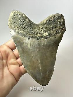 Megalodon Shark Tooth 6.00 Authentic Carolina Fossil Huge 18074