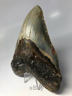 Megalodon Shark Tooth 6.00 Huge Natural Fossil No Restoration 4622