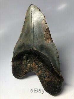Megalodon Shark Tooth 6.00 Huge Natural Fossil No Restoration 4622