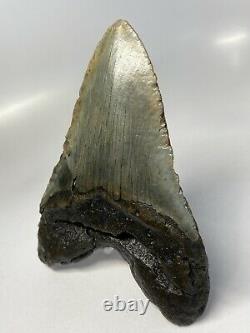 Megalodon Shark Tooth 6.01 Huge Authentic Fossil Amazing 6267