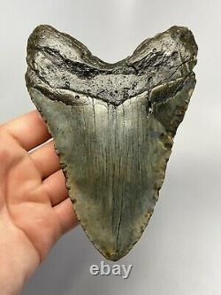 Megalodon Shark Tooth 6.01 Huge Authentic Fossil Amazing 6267