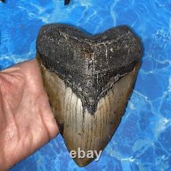 Megalodon Shark Tooth 6.01'' Huge Teeth Meg Scuba Diver Direct Fossil Nc 8444