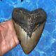 Megalodon Shark Tooth 6.01'' Huge Teeth Meg Scuba Diver Direct Fossil Nc 8444