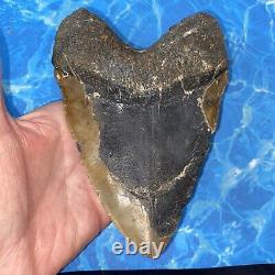 Megalodon Shark Tooth 6.01'' Huge Teeth Meg Scuba Diver Direct Fossil Nc 8444