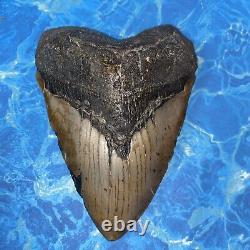 Megalodon Shark Tooth 6.01'' Huge Teeth Meg Scuba Diver Direct Fossil Nc 8444