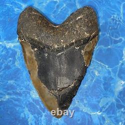 Megalodon Shark Tooth 6.01'' Huge Teeth Meg Scuba Diver Direct Fossil Nc 8444