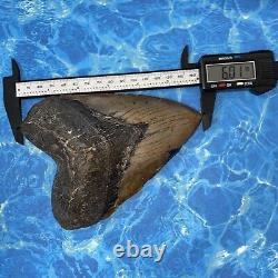 Megalodon Shark Tooth 6.01'' Huge Teeth Meg Scuba Diver Direct Fossil Nc 8444