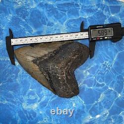 Megalodon Shark Tooth 6.01'' Huge Teeth Meg Scuba Diver Direct Fossil Nc 8444