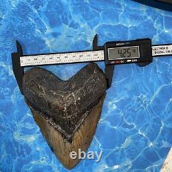 Megalodon Shark Tooth 6.01'' Huge Teeth Meg Scuba Diver Direct Fossil Nc 8444