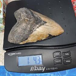 Megalodon Shark Tooth 6.01'' Huge Teeth Meg Scuba Diver Direct Fossil Nc 8444