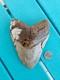 Megalodon Shark Tooth 6.01- Real Fossil Big Shark Teeth Wide Hunky Tooth