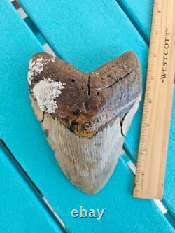 Megalodon Shark Tooth 6.01- Real Fossil Big Shark Teeth Wide Hunky Tooth