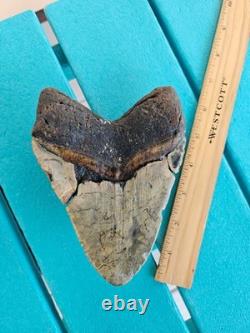 Megalodon Shark Tooth 6.01- Real Fossil Big Shark Teeth Wide Hunky Tooth