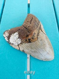 Megalodon Shark Tooth 6.01- Real Fossil Big Shark Teeth Wide Hunky Tooth