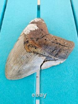 Megalodon Shark Tooth 6.01- Real Fossil Big Shark Teeth Wide Hunky Tooth