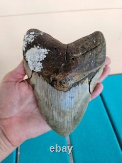 Megalodon Shark Tooth 6.01- Real Fossil Big Shark Teeth Wide Hunky Tooth