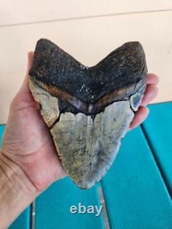 Megalodon Shark Tooth 6.01- Real Fossil Big Shark Teeth Wide Hunky Tooth