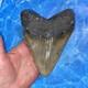 Megalodon Shark Tooth 6.02 Huge Teeth Meg Scuba Diver Direct Fossil Nc 8973