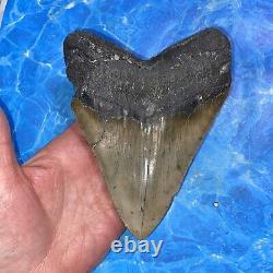 Megalodon Shark Tooth 6.02 Huge Teeth Meg Scuba Diver Direct Fossil Nc 8973