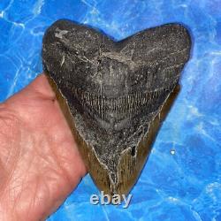 Megalodon Shark Tooth 6.02 Huge Teeth Meg Scuba Diver Direct Fossil Nc 8973