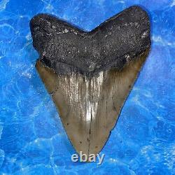Megalodon Shark Tooth 6.02 Huge Teeth Meg Scuba Diver Direct Fossil Nc 8973