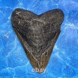 Megalodon Shark Tooth 6.02 Huge Teeth Meg Scuba Diver Direct Fossil Nc 8973