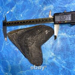 Megalodon Shark Tooth 6.02 Huge Teeth Meg Scuba Diver Direct Fossil Nc 8973