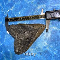 Megalodon Shark Tooth 6.02 Huge Teeth Meg Scuba Diver Direct Fossil Nc 8973