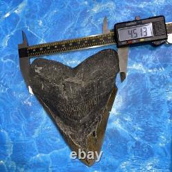 Megalodon Shark Tooth 6.02 Huge Teeth Meg Scuba Diver Direct Fossil Nc 8973