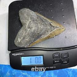 Megalodon Shark Tooth 6.02 Huge Teeth Meg Scuba Diver Direct Fossil Nc 8973