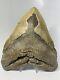Megalodon Shark Tooth 6.02 Huge Wide Fossil Authentic 11103