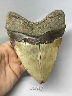 Megalodon Shark Tooth 6.02 Huge Wide Fossil Authentic 11103