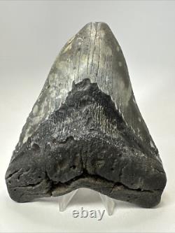 Megalodon Shark Tooth 6.02 inch Massive Authentic Fossil Natural 19160