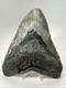 Megalodon Shark Tooth 6.02 Inch Massive Authentic Fossil Natural 19160
