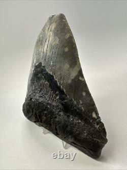 Megalodon Shark Tooth 6.02 inch Massive Authentic Fossil Natural 19160