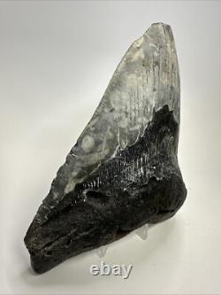 Megalodon Shark Tooth 6.02 inch Massive Authentic Fossil Natural 19160